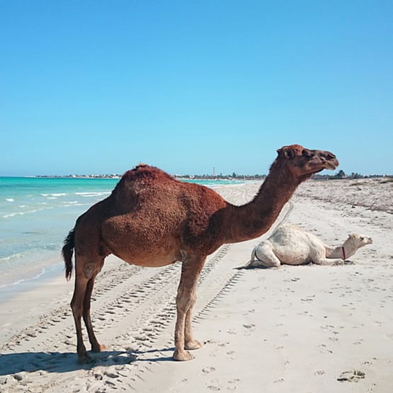 Strand Djerba