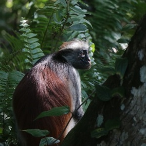Jozani Chwaka Bay National Park