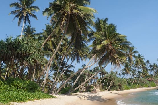 Zuverlässige Transfers nicht nur in Sri Lanka